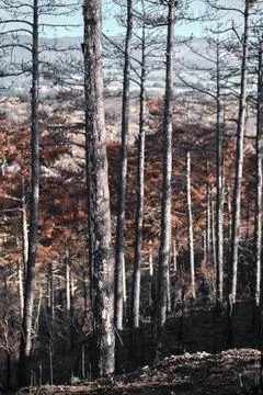 Burnt Trees in Aftermath of Legarda Fire Stock Photos