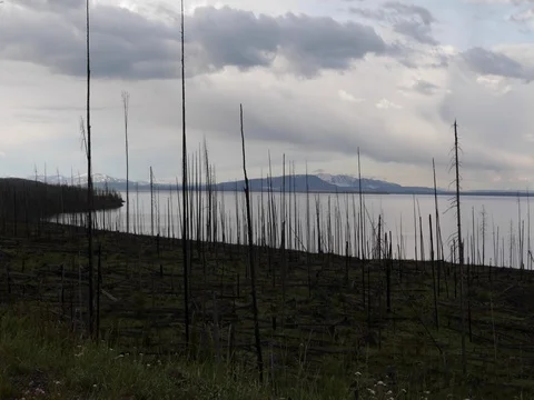 Burnt trees along a lake 4k 24fps Stock Footage 79782123