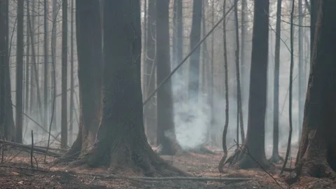 Burnt trees and grass after forest fire. climate change, deforestation Video stock 163603797
