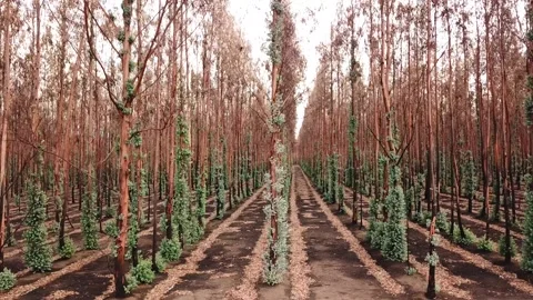 Burnt Trees From The Australian Bushfires Aftermath on Kangaroo Island Stock Footage 132321864