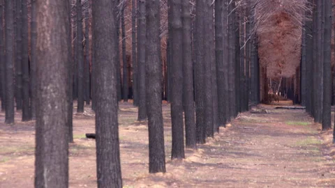 Burnt Trees From The Australian Bushfires Aftermath Stock Footage 132334082