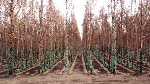 Burnt Trees From The Australian Bushfires Aftermath on Kangaroo Island Stock Footage 132336448