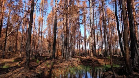 Burnt trees with blackened trunks and orange foliage. Withered orange pine Stock Footage 203166698