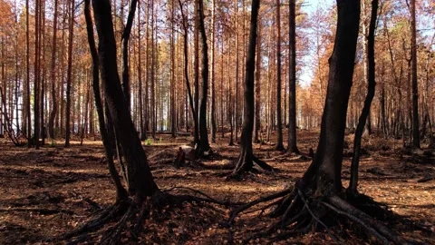 Burnt trees with blackened trunks and orange foliage. Withered orange pine Stock Footage 203820861