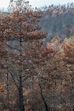 Burnt trees dominating a desolate forest landscape after wildfire Stock Photos