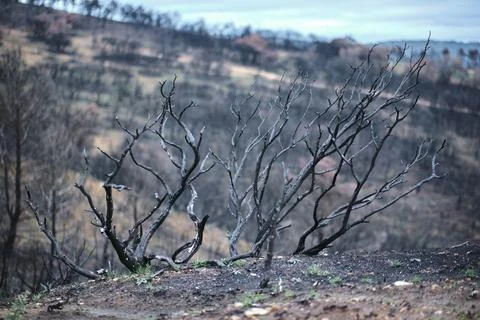 Burnt trees dominating desolate landscape after wildfire in forest Stock Photos