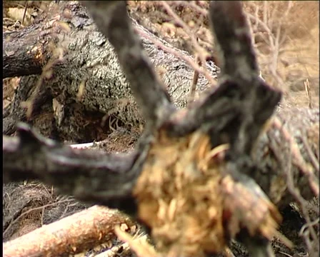 Burnt trees 動画素材 1012377