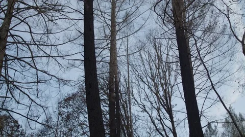 Burnt Trees Stockbeeldmateriaal 85453625