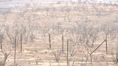 Burnt trees, forest fire aftermath, damage caused by the Californian Video stock 159184093