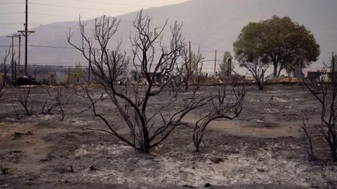 Burnt trees, forest fire aftermath, wildfire damage in the highlands of Video stock 172334975