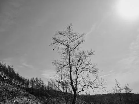 Burnt trees in the forest Stock Photos