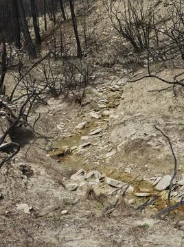 Burnt trees in the forest Stock-Fotos