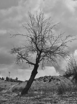 Burnt trees in the forest Stock Photos