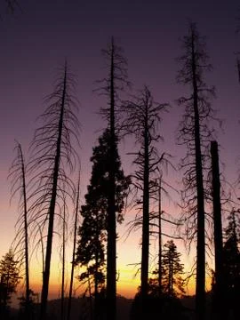 Burnt trees in a forrest Photos