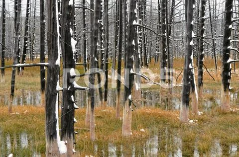 Burnt Trees With Fresh Snow, Midway Geyser Basin, Yellowstone National Park,