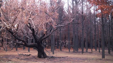Burnt Trees With Leaves Falling From The Australian Bushfires Aftermath Stock Footage 132334154