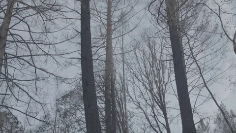 Burnt Trees - Log 스톡 동영상 85453509