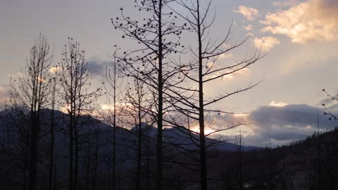 Burnt Trees in Lytton Stock Footage 168895760