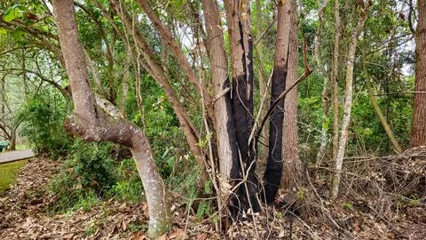 Burnt trees in the middle of the forest Foto stock