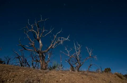 Burnt trees in the mojave desert Stock Photos