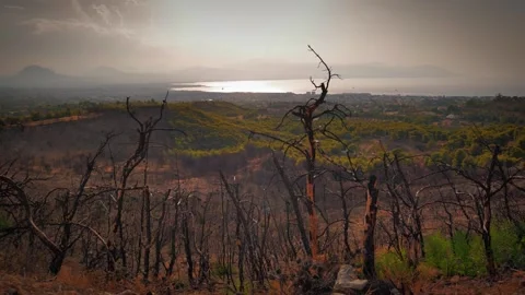 Burnt trees overlooking a distant city and coastline at sunset Stock Footage 285183576