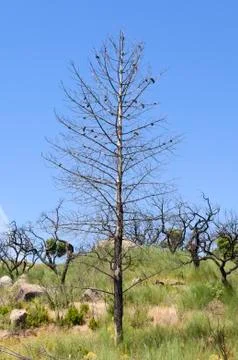 Burnt trees Stock Photos