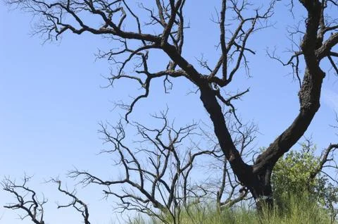 Burnt trees Stock Photos