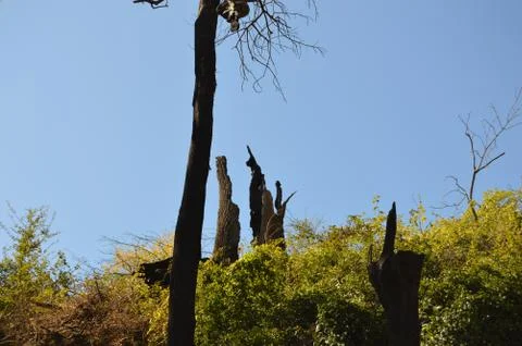 Burnt trees Stock Photos