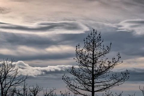 Burnt trees reaching for cloudy sky after devastating forest fire Stock Photos