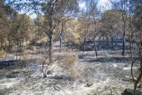 Burnt trees stand in silent aftermath Stock Photos