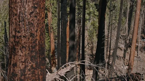 Burnt Trees Standing After Forest Fire Video stock 314895123
