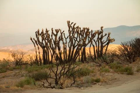 Burnt trees in the wilderness Foto stock