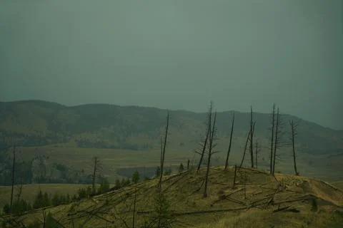 Burnt trees in Yellowstone Stock Photos
