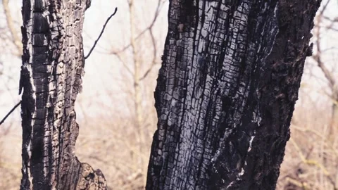 The burnt trunk of an old tree after a fire. Stock Footage 331996426