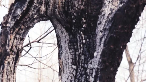The burnt trunk of an old tree after a fire. Video stock 331996427