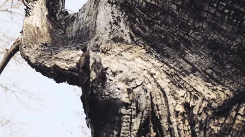 The burnt trunk of an old tree after a fire. Video stock 331996429