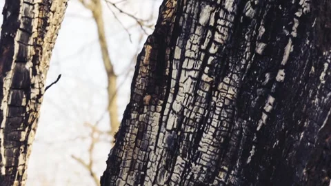 The burnt trunk of an old tree after a fire. 스톡 동영상 331996430
