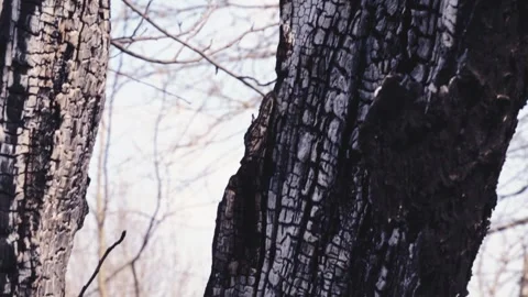 The burnt trunk of an old tree after a fire. Video stock 331996431