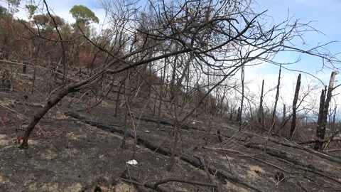 Burnt vegetation after the severe fire in the park Stock Footage 285241257