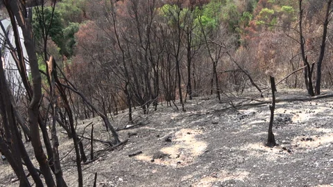 Burnt vegetation and ash after the fire in the park Stock Footage 285247397