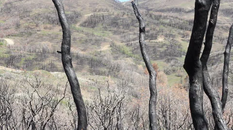 Burnt wilderness Stock Footage 24599331