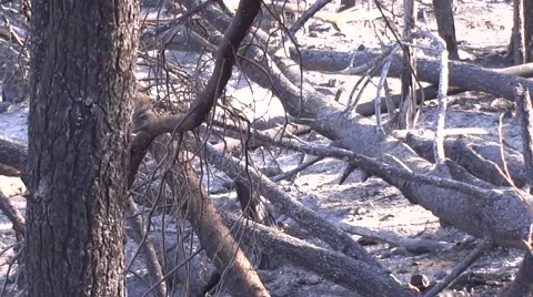 Burnt wood after fire Stock-Footage 40051953