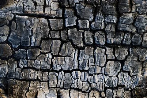 Burnt wood texture. Stock Photos