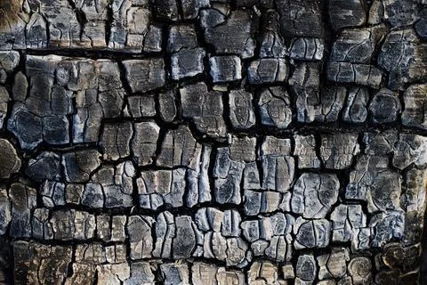 Burnt wood texture. Stock Photos