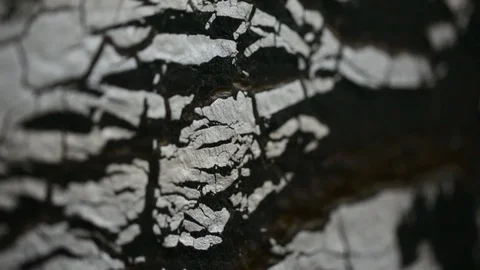 Burnt wooden surface Stock Footage 87813538