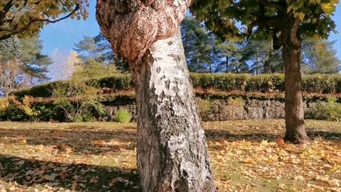 Burr or burl on tree Stock-Footage 142863267