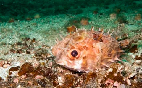 Burrfish, pufferfish Foto stock