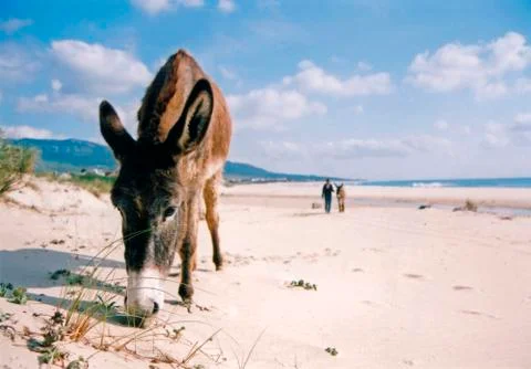 Burro on the beach Stockfoto's