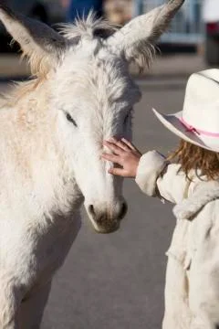 Burro with Child Stock Photos