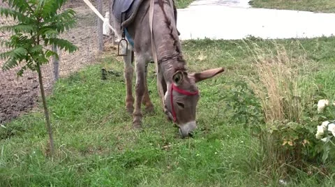 Burro Stock Footage 11308711